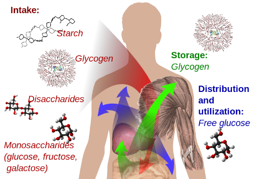 Figure 3.15 How we use carbohydrates: we get carbohydrates in the diet as starch, glycogen, lactose, sucrose, maltose, glucose, fructose and galactose. Our blood carries glucose to most cells in our body, where it is used as a source of energy. Our body stores extra glucose as glycogen in muscles and liver. 