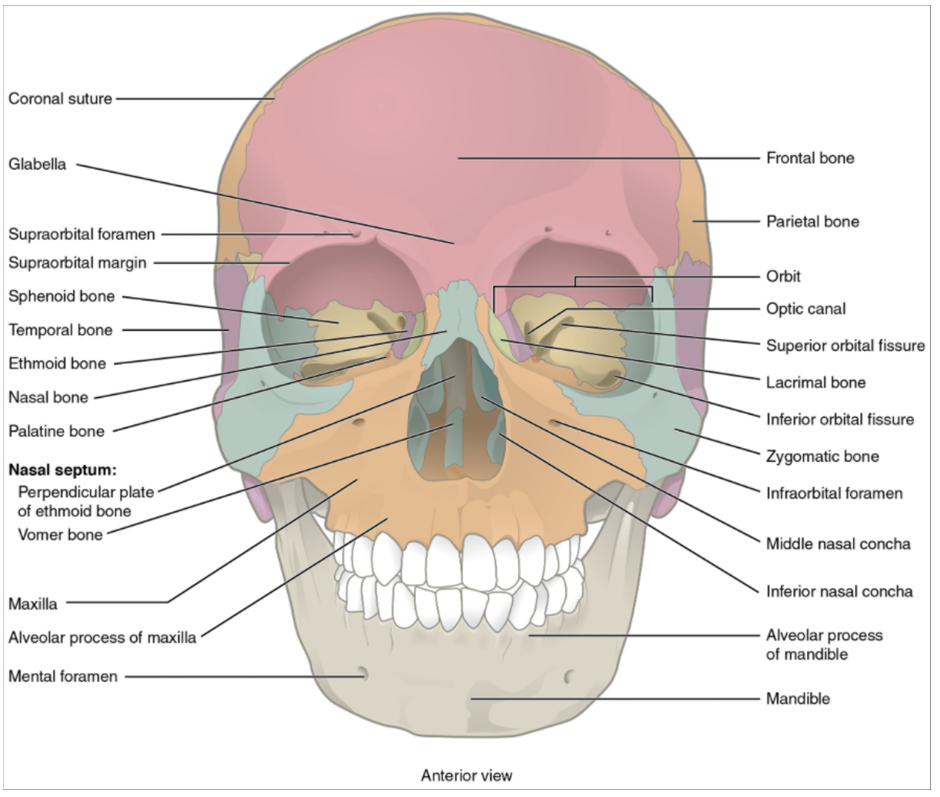 Anterior view of the skull.