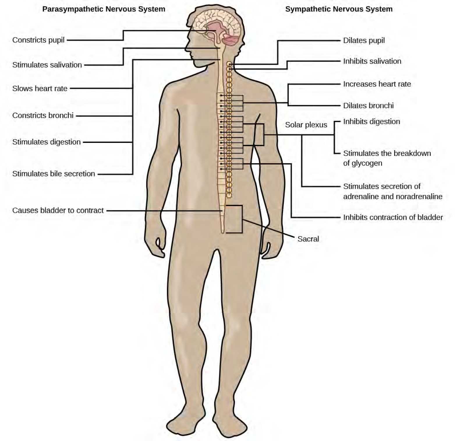 Illustration shows the effects of the sympathetic and parasympathetic systems on target organs, and the placement of the preganglionic neurons that mediate these effects. The parasympathetic system causes pupils and bronchi to constrict, slows the heart rate, and stimulates salivation, digestion, and bile secretion. Preganglionic neurons that mediate these effects are all located in the brain stem. Preganglionic neurons of the parasympathetic system that are located in the sacral cause the bladder to contract. The sympathetic system causes pupils and bronchi to dilate, increases heart rate, inhibits digestion, stimulates the breakdown of glycogen and the secretion of adrenaline and noradrenaline, and inhibits contraction of the bladder. The preganglionic neurons that mediate these effects are all located in the spine.