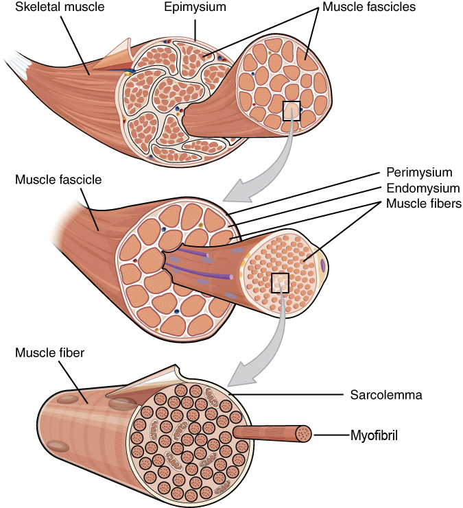 This figure shows the structure of muscle fibers. The top panel shows a skeleton muscle fiber, and a magnified view of the muscle fascicles are shown. The middle panel shows a magnified view of the muscle fascicles with the muscle fibers, perimysium and the endomysium. The bottom panel shows the structure of the muscle fiber with the sarcolemma highlighted.