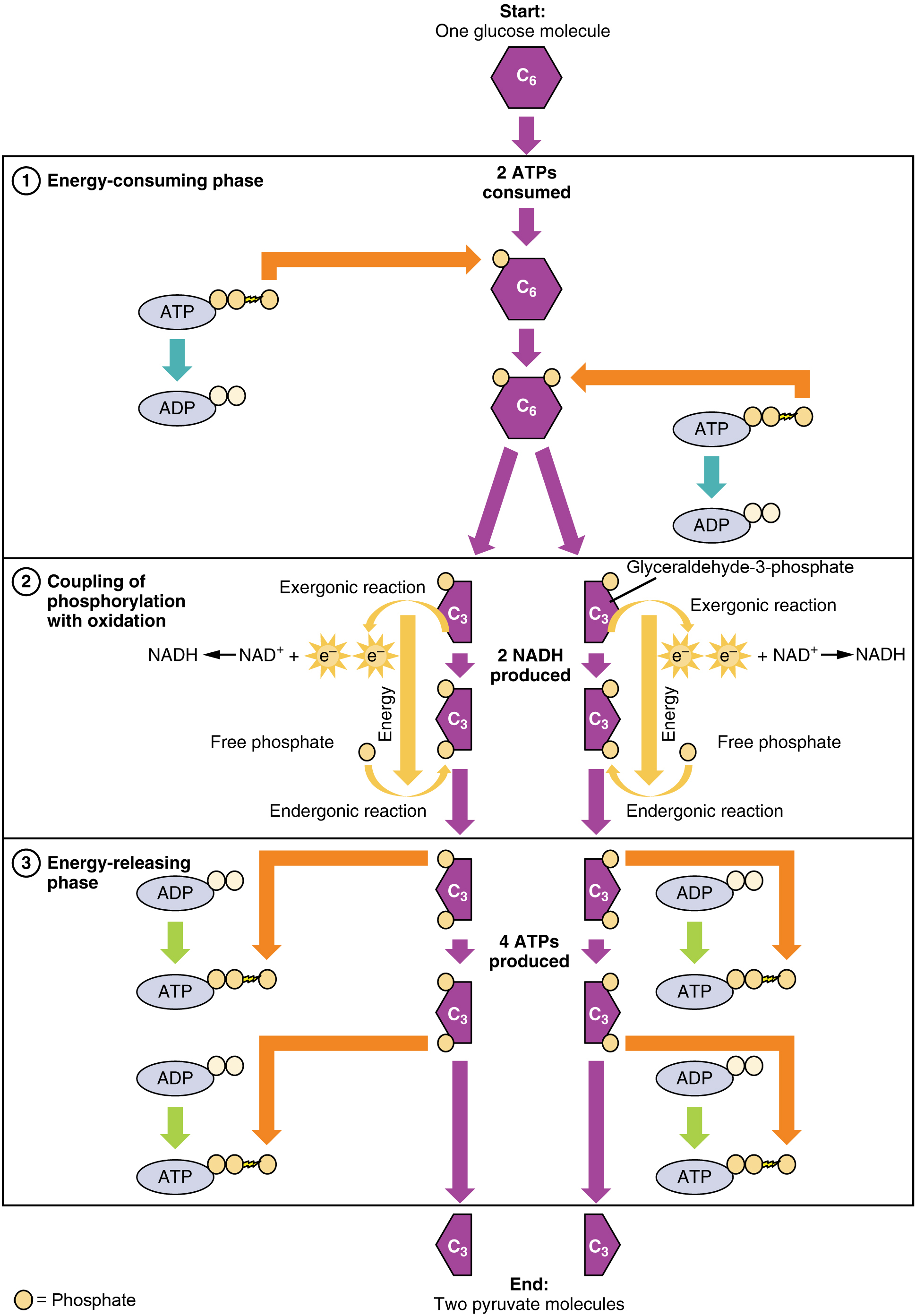 This flowchart shows the different steps in glycolysis in detail. The top panel shows the energy-consuming phase, the middle panel shows the coupling of phosphorylation with oxidation, and the bottom panel shows the energy-releasing phase.