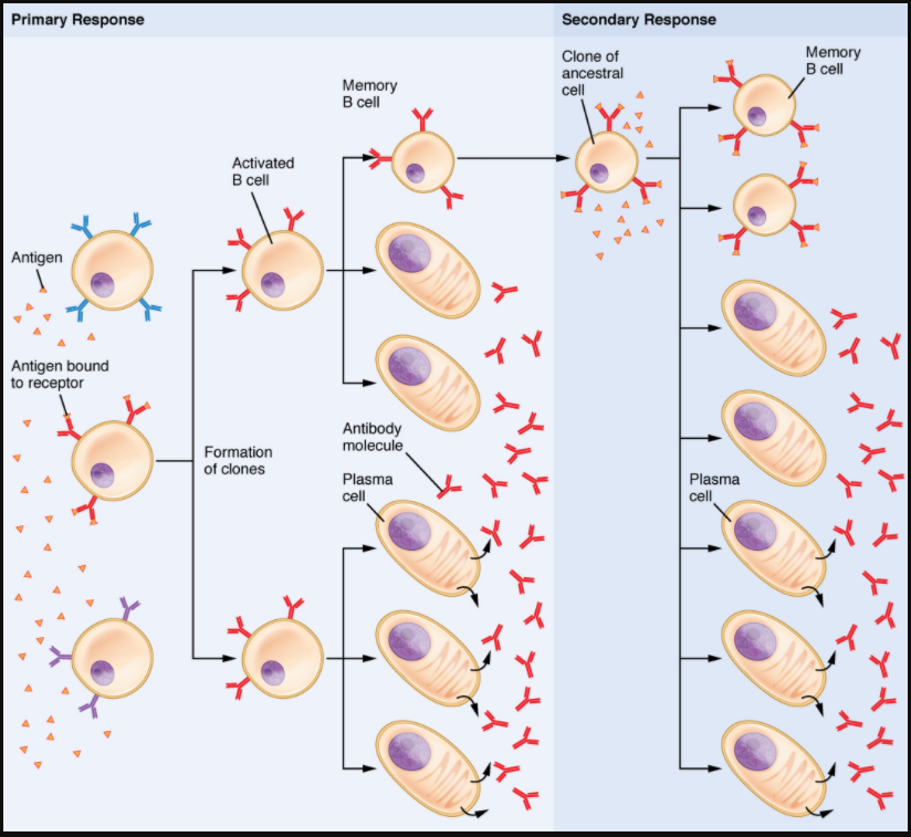 Clonal selection of B cells