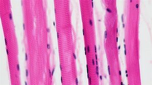 Histology image of a muscle fiber under the microscope