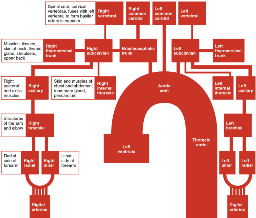 The flow chart summarises the distribution of the major arteries from the heart into the upper limb.