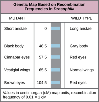 Genetic Maps
