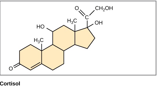 Figure 3.20 Structure of steroids. Cholesterol and cortisol share the same four-ring structure typical of steroids. 