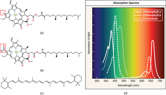 Chlorophyll a and b