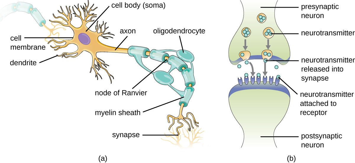 (a) A myelinated neuron is associated with oligodendrocytes. Oligodendrocytes are a type of glial cell that forms the myelin sheath in the CNS that insulates the axon so that electrochemical nerve impulses are transferred more efficiently. (b) A synapse consists of the axonal end of the presynaptic neuron (top) that releases neurotransmitters that cross the synaptic space (or cleft) and bind to receptors on dendrites of the postsynaptic neuron (bottom).