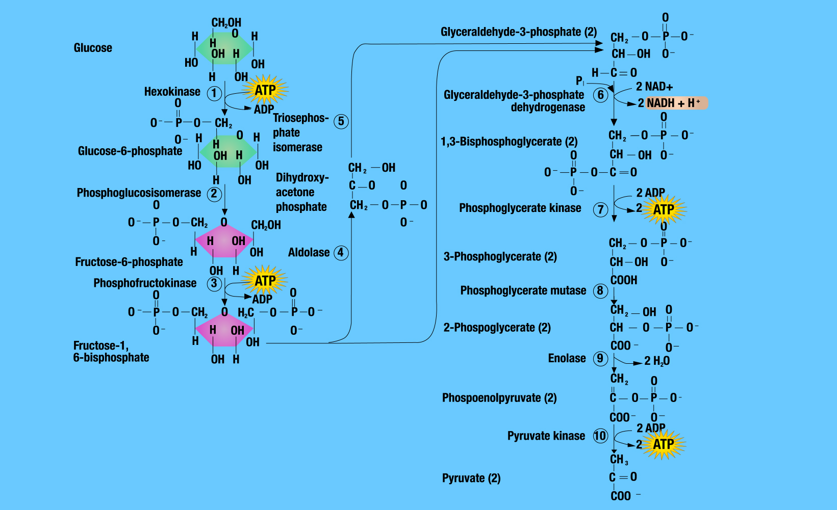 This flowchart shows the different reactions in glycolysis along with intermediates in detail.