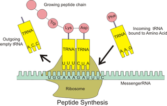 The ribosome in action