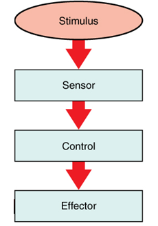 Figure 1.2 Components of a Control System: stimulus or physiological variable that changes, sensor or sensory receptor, control center, and effector. Art derivative of OpenStax College – CC-BY