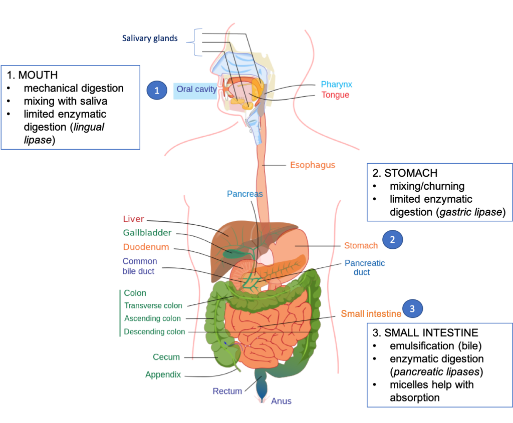 Cartoon diagram showing the organs of the gastrointestinal tract and the steps of lipid digestion that occur in each organ. In the mouth: mechanical digestion, mixing with saliva, and limited enzymatic digestion (lingual lipase). In the stomach: mixing/churning, limited enzymatic digestion (gastric lipase). In the small intestine: emulsification (bile), enzymatic digestion (pancreatic lipases), micelles help with absorption.