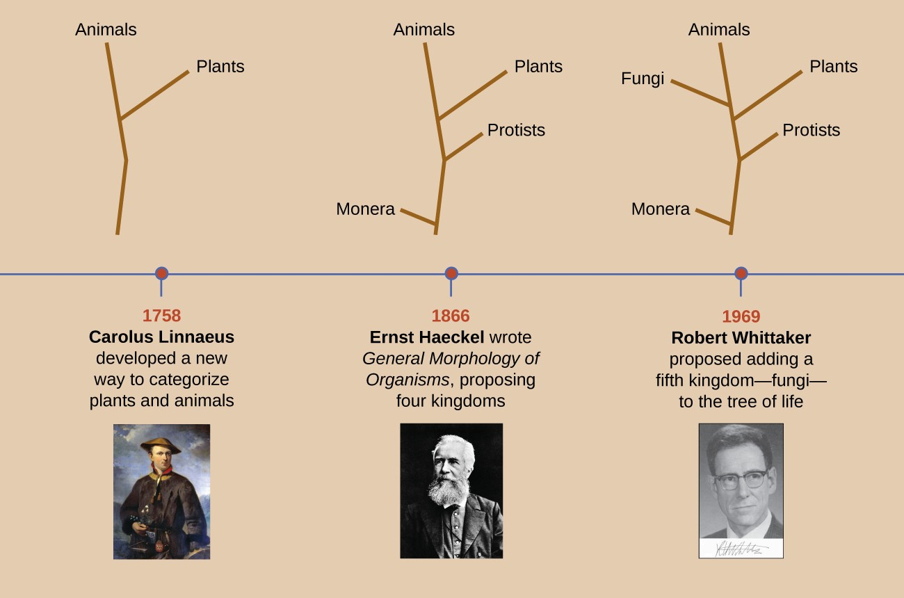 This timeline shows how the shape of the tree of life has changed over the centuries. Even today, the taxonomy of living organisms is continually being reevaluated and refined with advances in technology.