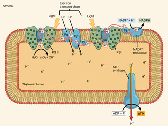 Photosystem II