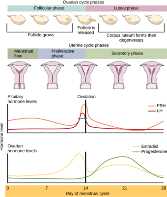 Stages of the menstrual cycle