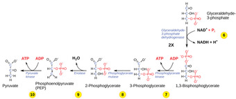 The second half of glycolysis: return on investment