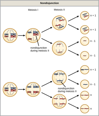 Nondisjunction in Meiosis