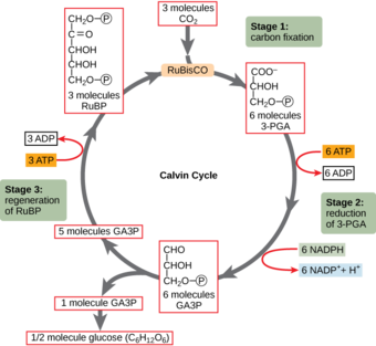 The Calvin Cycle