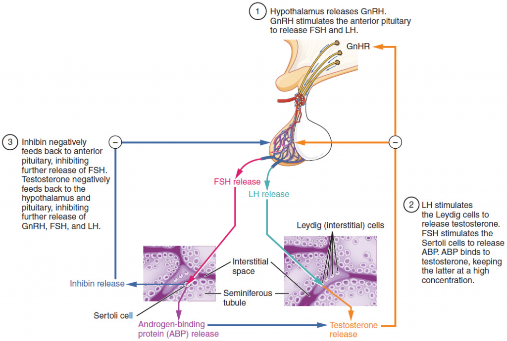 Diagram of Regulation of testosterone production.