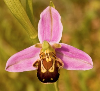 Pollination by deception in orchids