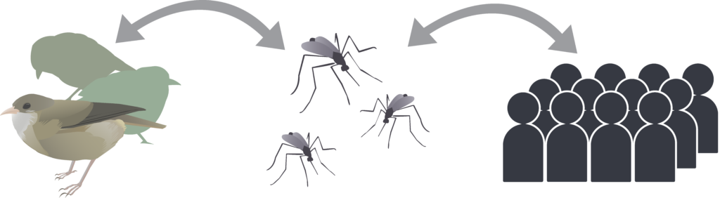 Pathogen Transmission. 