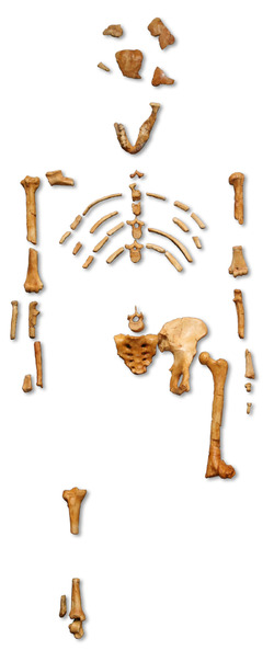 Adult Female Australopithecus afarensis