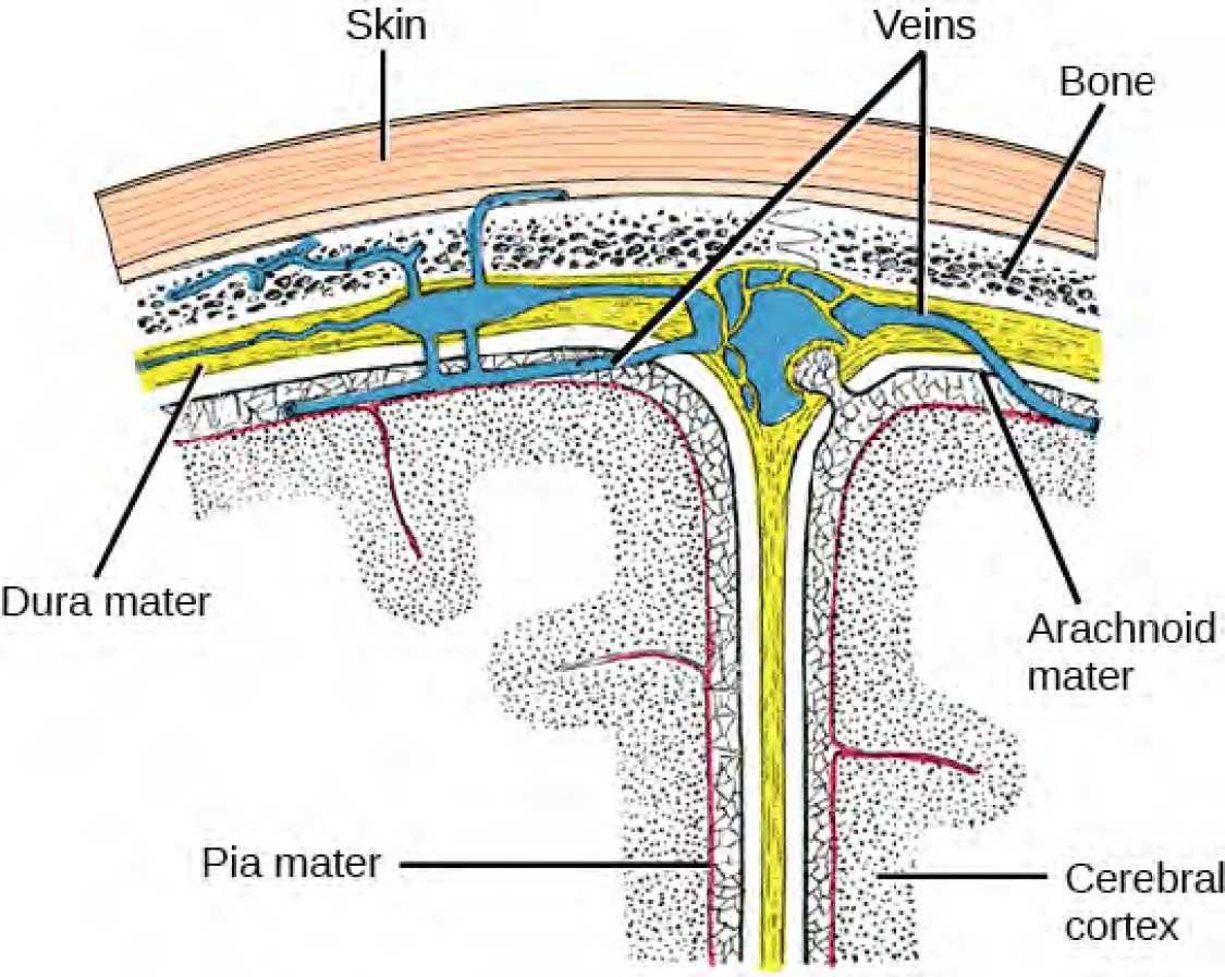 Illustration shows the three meninges that protect the brain. The outermost layer, just beneath the skull, is the dura mater. The dura mater is the thickest meninx, and blood vessels run through it. Beneath the dura mater is the arachnoid mater, and beneath this is the pia mater.