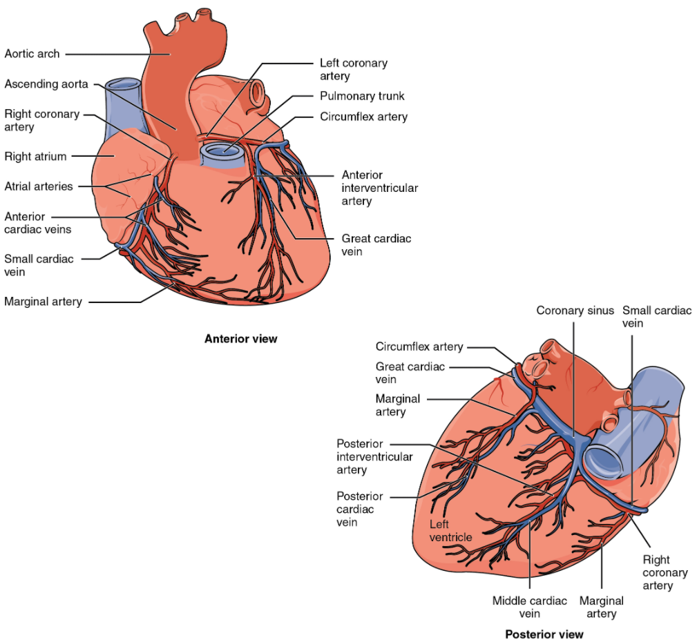 Diagram of croonary circulation