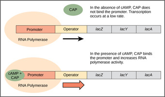 Catabolite Activator Protein (CAP) Regulation