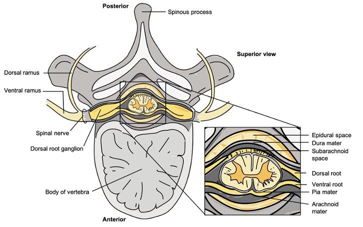 Superior view of cross section of spinal cord within vertebra shows roots, nerves and rami