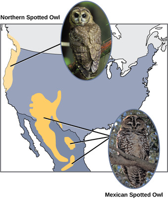 Allopatric speciation due to geographic separation