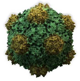 The structure of the icosahedral cowpea mosaic virus
