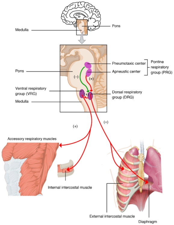 Diagram of Respiratory centres of the brain.