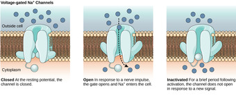 Ion channel configurations