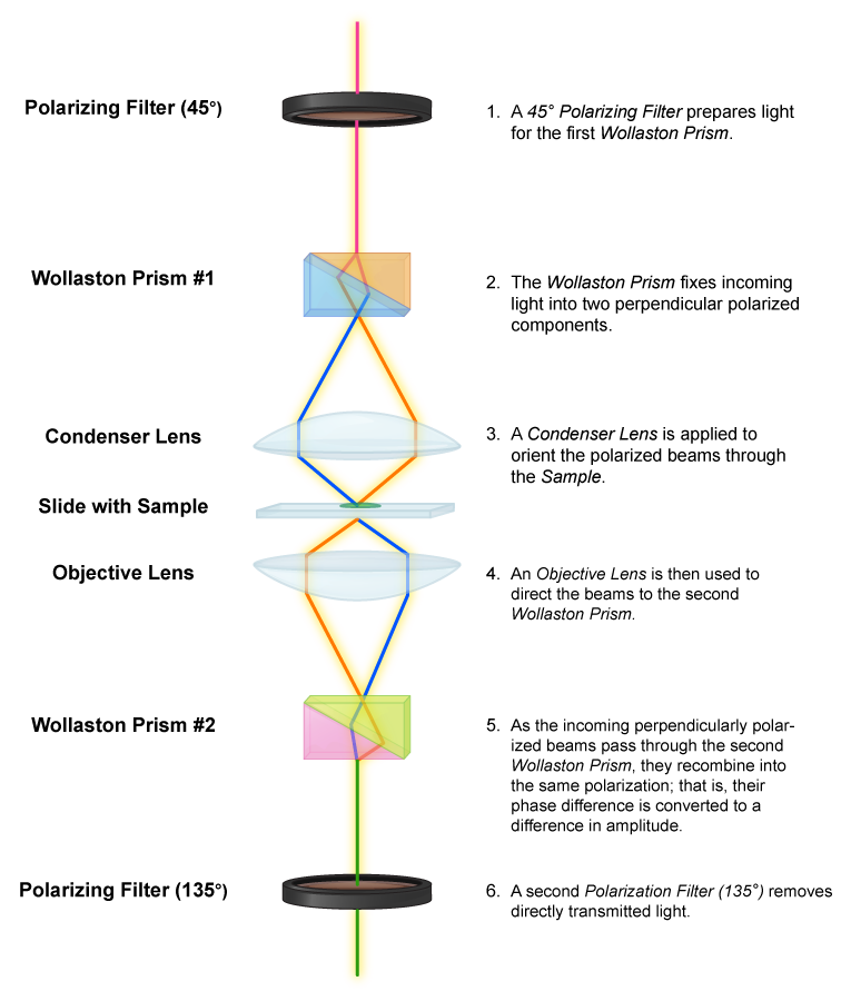 Differential Contrast Microscope Mechanism.