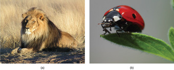 Examples of carnivores