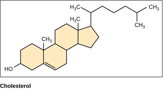 Figure 3.20 Structure of steroids. Cholesterol and cortisol share the same four-ring structure typical of steroids. 