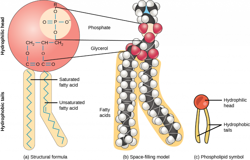 Diagram of Phospholipid