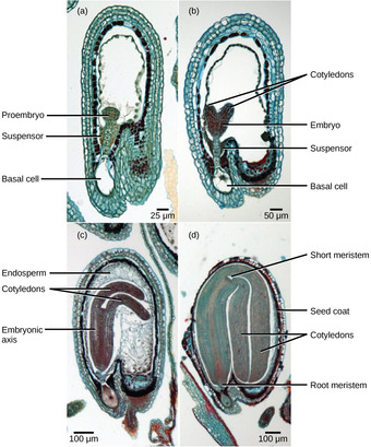 Embryo development