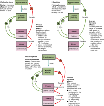 Hormonal control of the female reproductive cycle