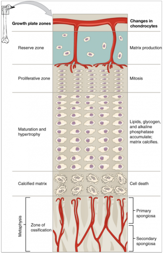 Diagram of Longitudinal bone growth.