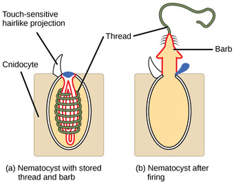 Cnidocytes