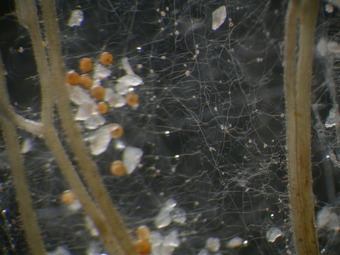Glyomeromycetes and tree roots
