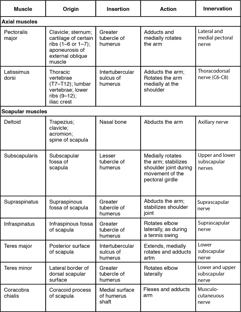 This table describes the muscles that move the humerus. The pectoralis major is an axial muscle that brings the elbows together and moves the elbows up (as during an uppercut punch). It originates in the clavicle, sternum, cartilage of ribs 1 through 6 or 1 through 7, and the aponeurosis of the external oblique muscle. The latissimus dorsi is an axial muscle that moves the elbow back (as in elbowing someone standing behind you) or spreads the elbows apart. It originates in the thoracic vertebrae (T7 through T12), the lower vertebrae, ribs 9 through 12, and the iliac crest. The deltoid is a scapular muscle that lifts arms at the shoulder. It originates in the trapezius, clavicle, acromion, and spine of scapula. The subscapularis is a scapular muscle that assists the pectoralis major in bringing the elbows together and stabilizes the shoulder joint during movement of the pectoral girdle. It originates in the subscapular fossa of the scapula. The supraspinatus is a scapular muscle that rotates the elbow outwards, as during a tennis swing. It originates in the supraspinous fossa of the scapula. The infraspinatus is a scapular muscle that rotates the elbow outwards, as during a tennis swing. It originates in the infraspinous fossa of the scapula. The teres major is a scapular muscle that assists the infraspinatus in rotating the elbow outwards. It originates in the posterior surface of the scapula. The teres minor is a scapular muscle that assists the infraspinatus in rotating the elbow outwards. It originates in the lateral border of the dorsal scapular surface. The coracobra chialis is a scapular muscle that moves the elbow up and across the body, as when putting a hand on the chest. It originates in the coracoid process of the scapula.