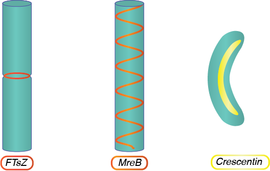 Cytoskeleton Structures.