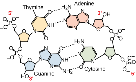 Hydrogen bonds in a double stranded DNA molecule.