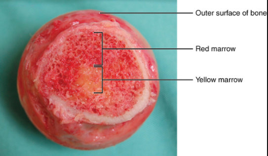 Head of femur showing red and yellow marrow.