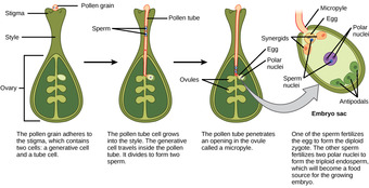 Double fertilization