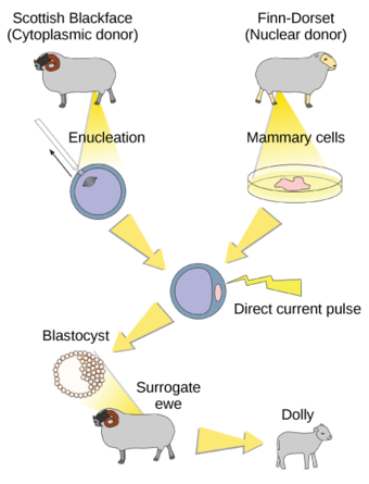 Reproductive Cloning of Dolly, the Sheep