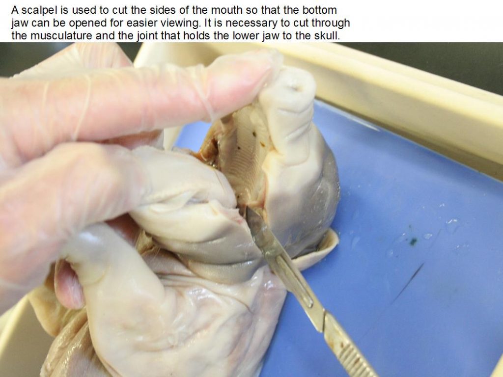 Open jaw.